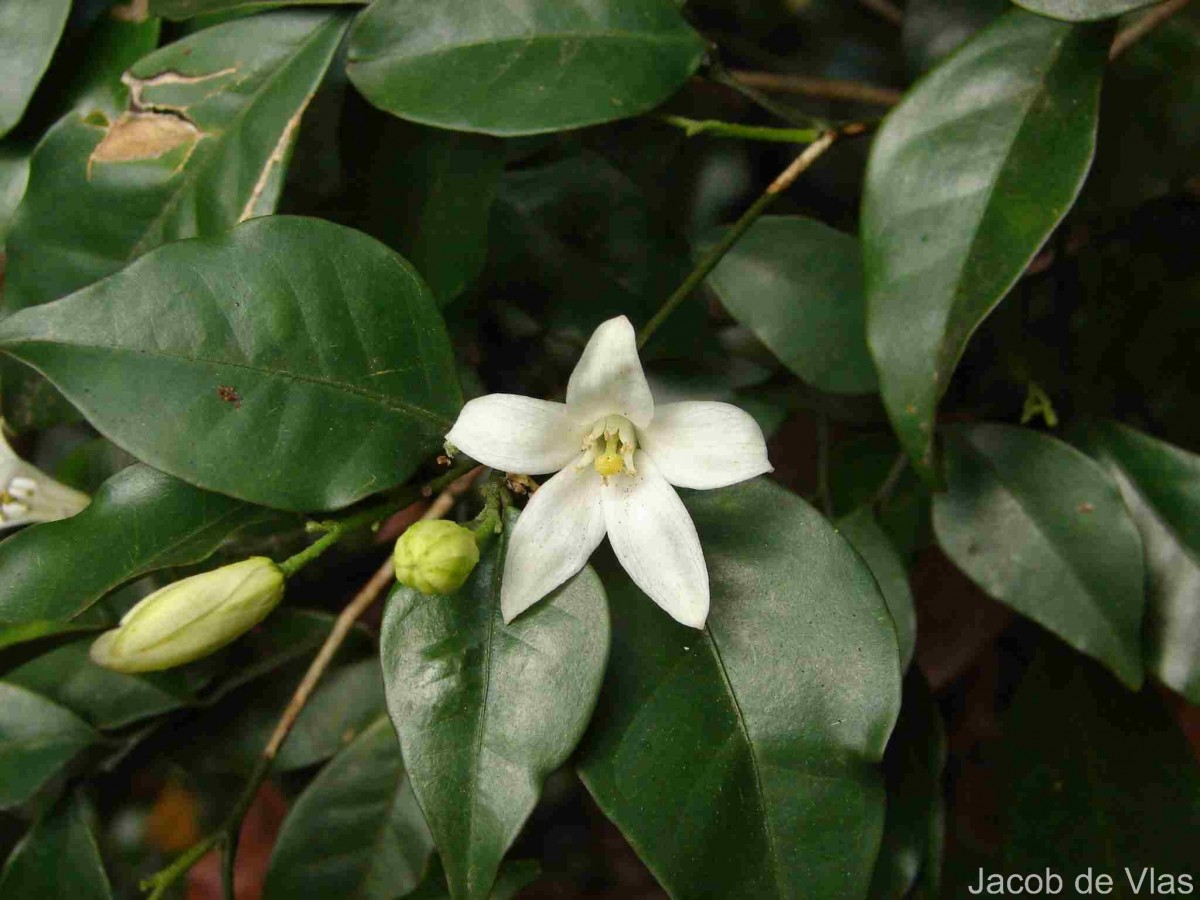Murraya paniculata (L.) Jack